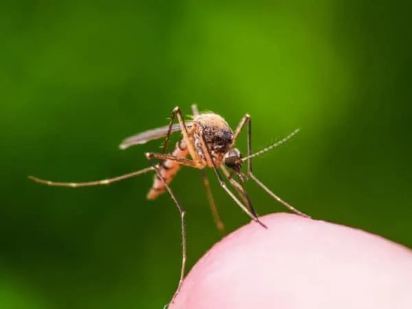Aumento alarmante de casos de dengue en el departamento de Nariño.