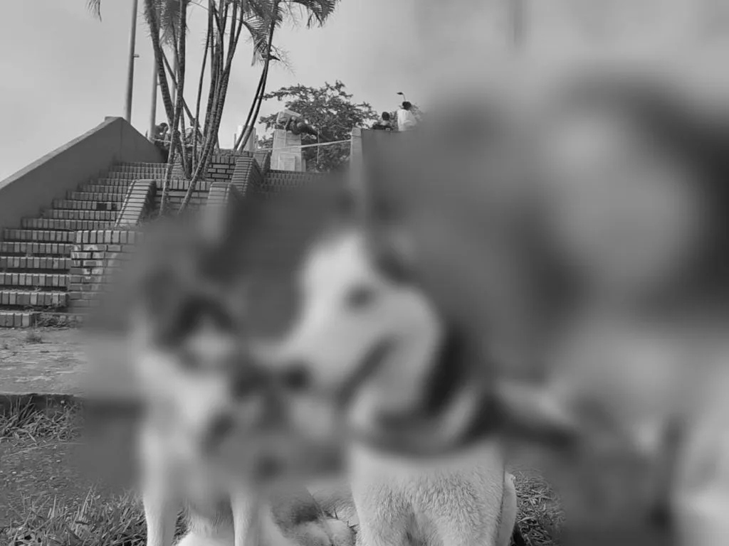 San Antonio caso de vecino perros