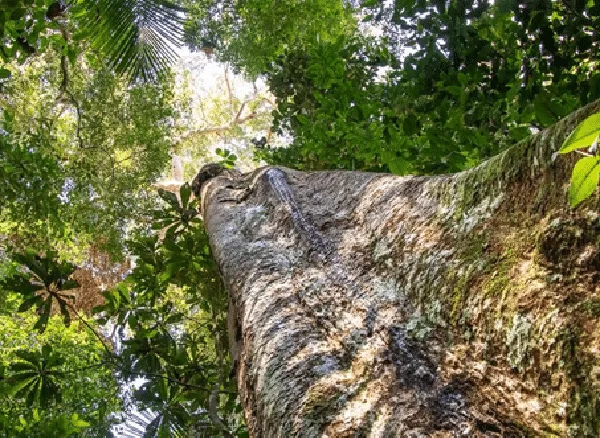 Shihuahuaco, árbol de la Amazonía peruana está en peligro de extinción.