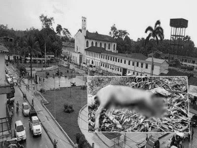 caballo Putumayo
