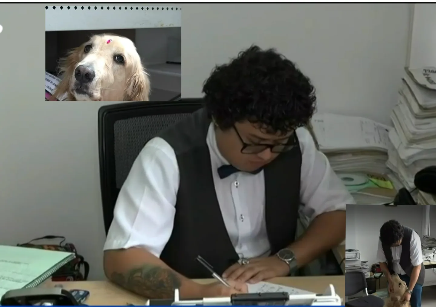 tutela perros de asistencia