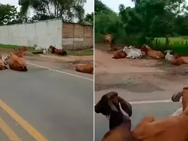 En vías de Sucre se ven vacas cansadas de caminar por causa de las inundaciones