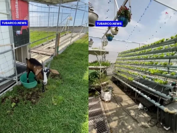 Así es la ecogranja urbana que funciona en el techo de una casa en Cali: produce su propio abono y es hogar de varios animales