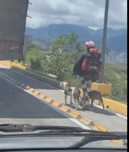 perros