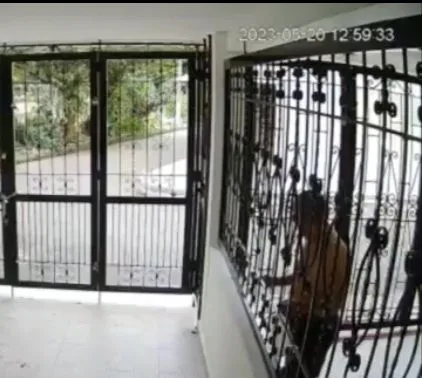 Vecino de 80 años de edad quedó grabado envenenando al perro del vecino, en Villavicencio