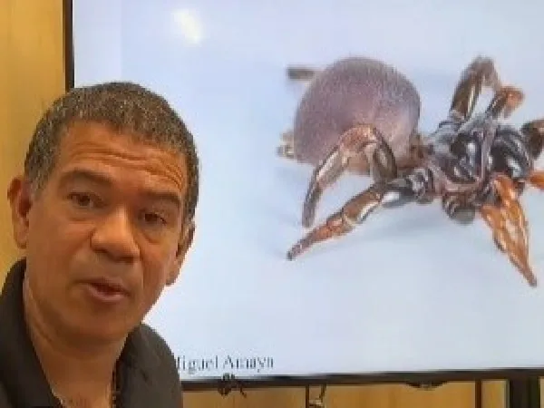 Descubren nueva especie de araña en Colombia.