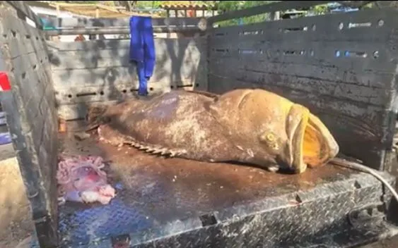 Un mero gigante cazaron en Colombia y piden investigar si es ilegal por especie protegida