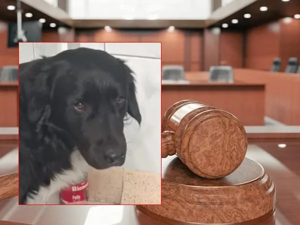 Justicia colombiana reconoce por primera vez a un perro como miembro de una familia