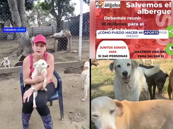 Ángeles Protectores Cali: un llamado urgente por la defensa de más de 150 perros rescatados