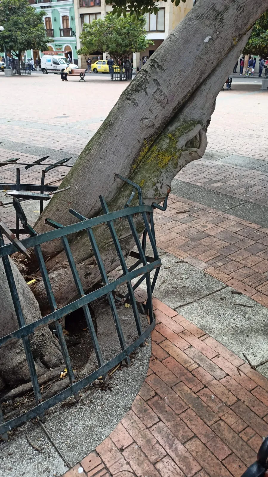 Plaza de Nariño árboles