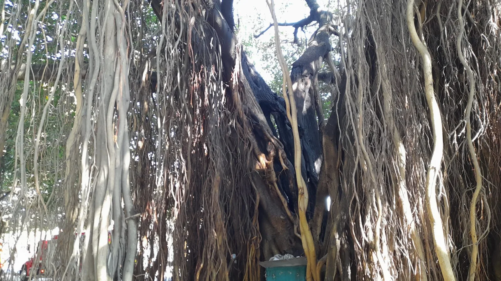 de los árboles