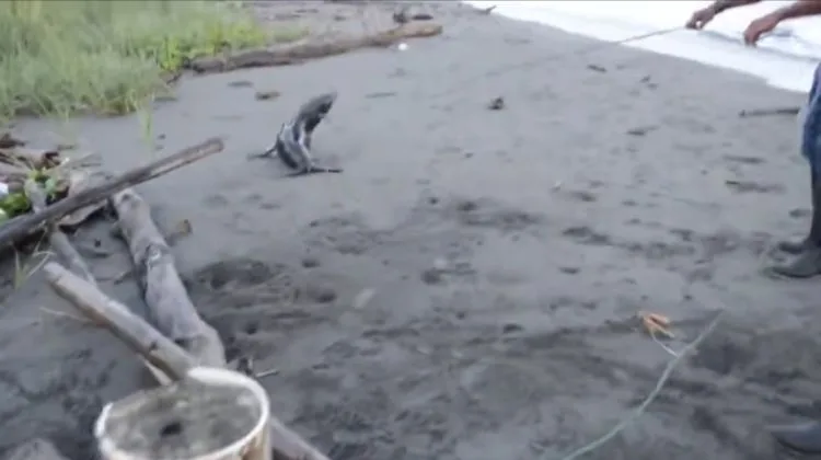 isla Guinulero Tumaco foca