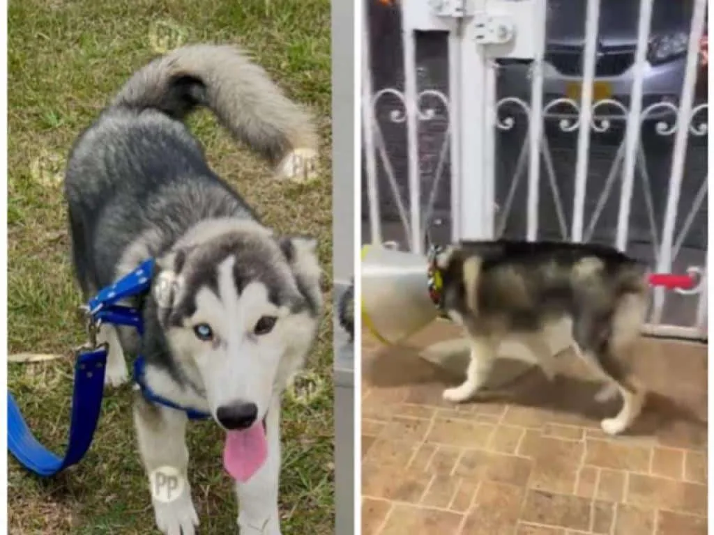 En Jamundí, un perro se perdió y apareció mutilado de orejas y cola, su familia pide justicia