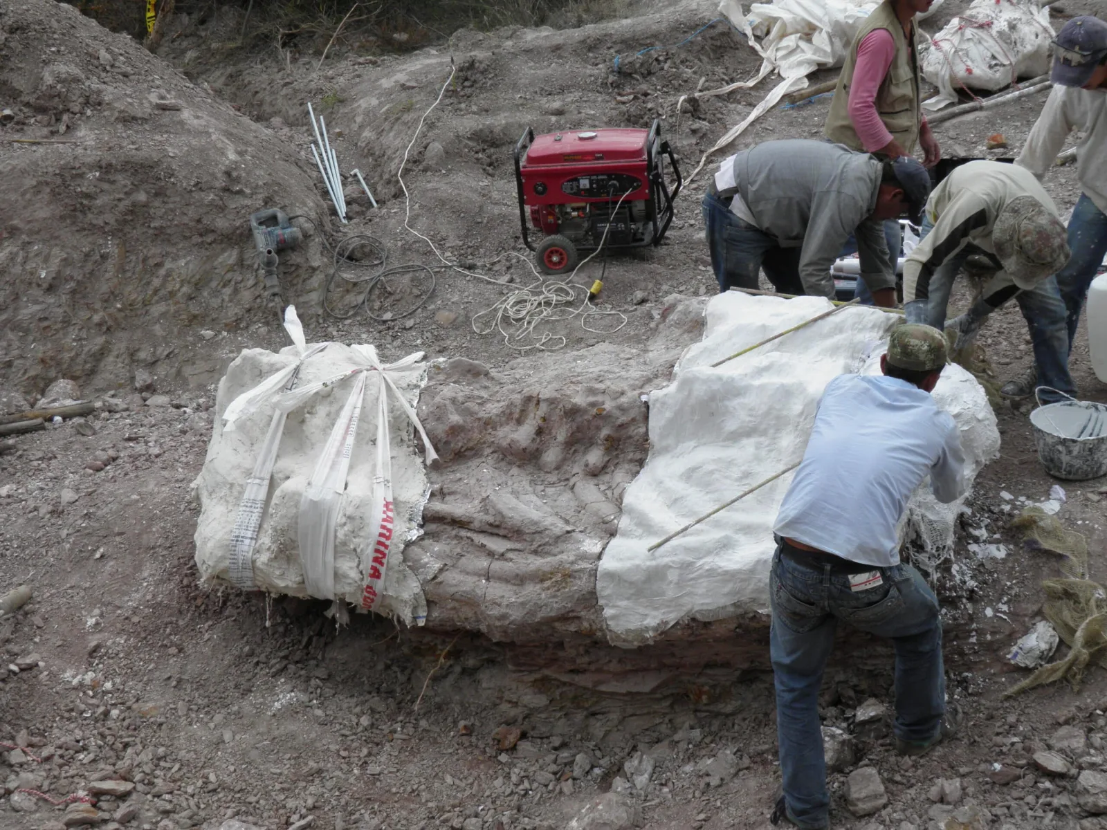 En Colombia está el pliosaurio más grande del mundo: el feroz depredador de los océanos prehistóricos