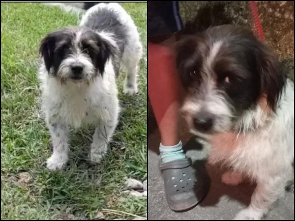 «Chico, se metió con un gallo fino»: El perro amenazado de muerte en el Quindío