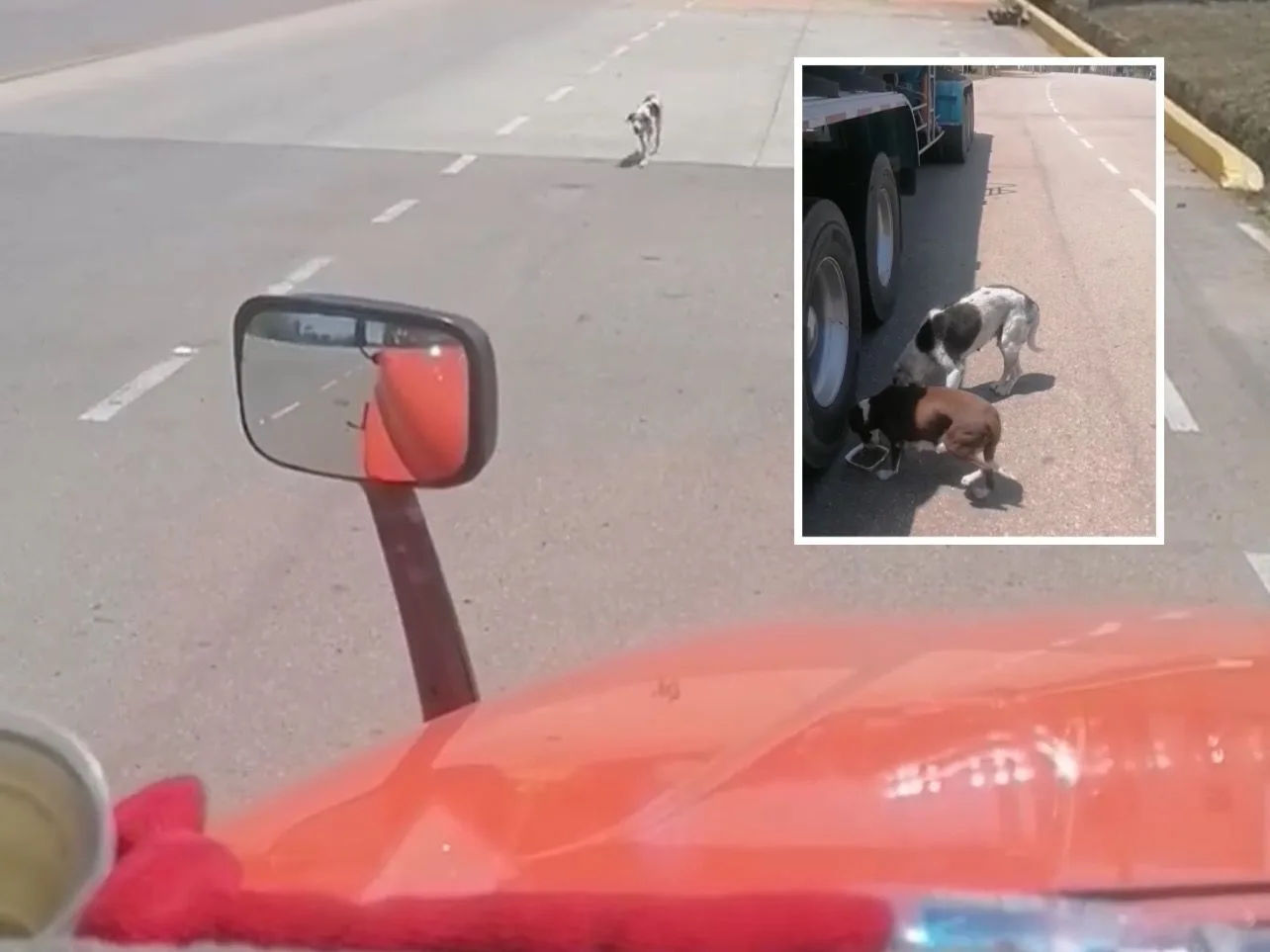 peaje Santa Ana camionero perros