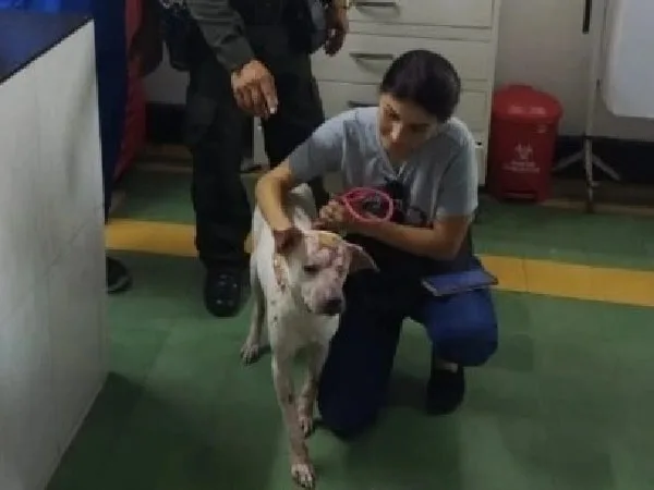 Santa, perro atacado con ácido en Barranquilla.