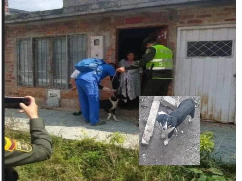 perro Ibagué