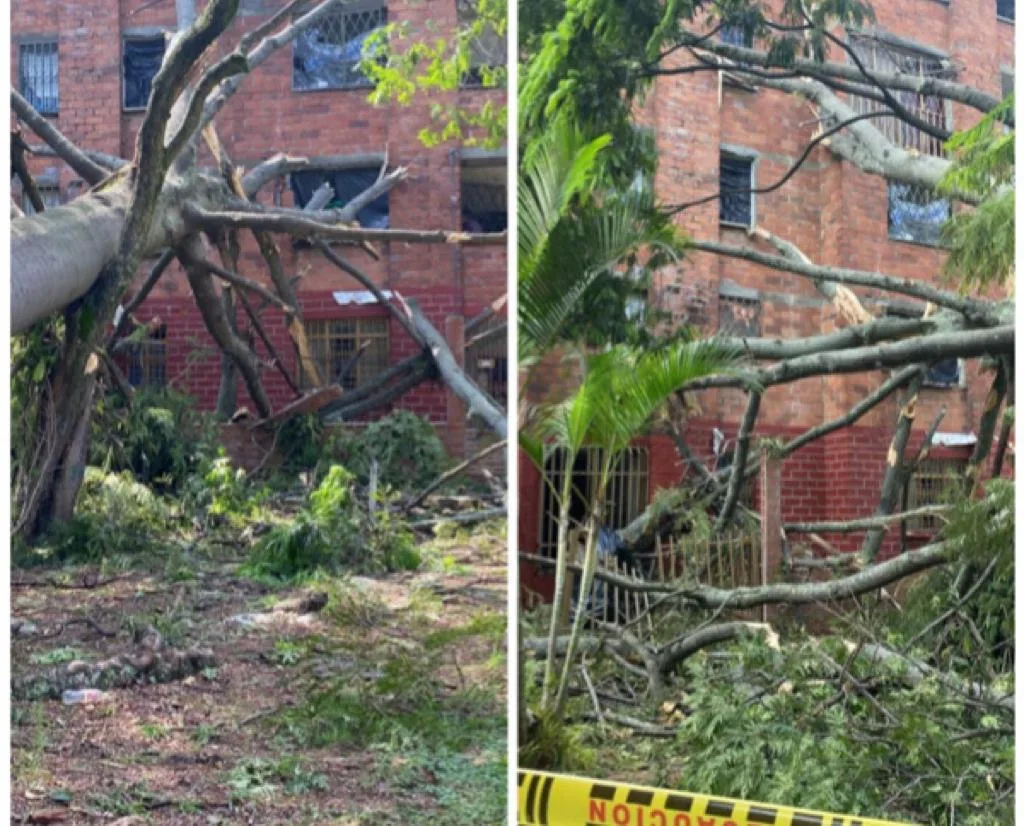 El riesgo por caída de árboles en Cali: a un edificio en los Alcázares le cayó uno encima
