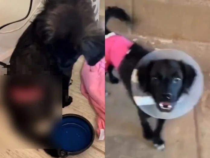 'Rambo', un pequeño perrito que sufrió maltrato con arma blanca, se recupera y tiene nueva familia
