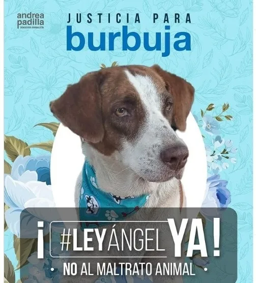 burbuja en