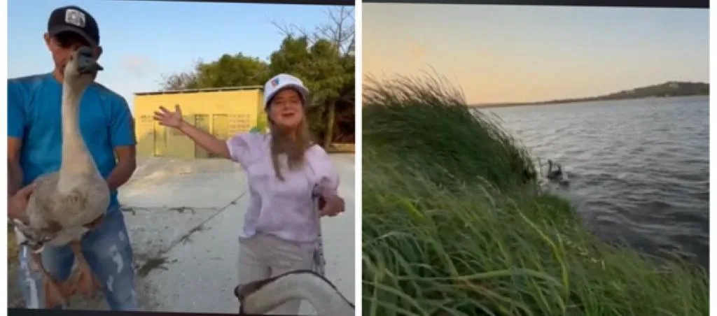 ¿Cisnes en un lago con babillas?, a gobernadora del Atlántico le reclaman: "Nos va a pasar facturas ecológicas altísimas"