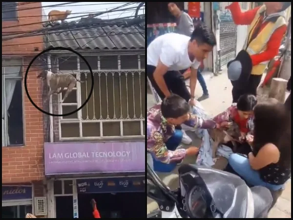 El barrio unidos para salvar al 'firulais', el perro quedó colgado en cables eléctricos en Medellín