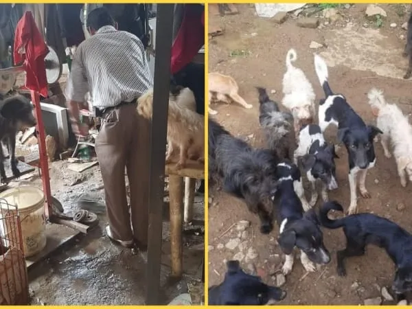 En Cali piden ayuda para un hombre que convive con más de 40 perros