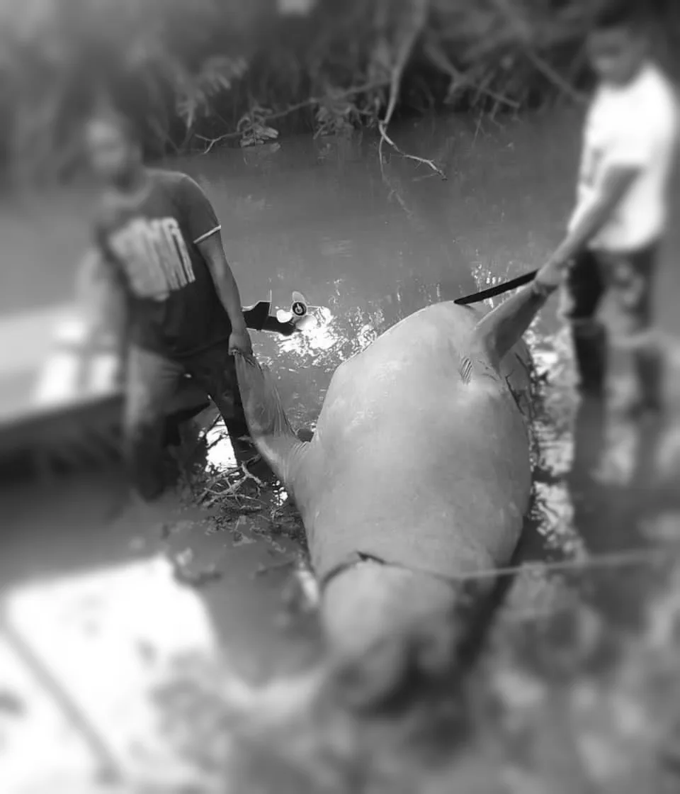 elefante marino