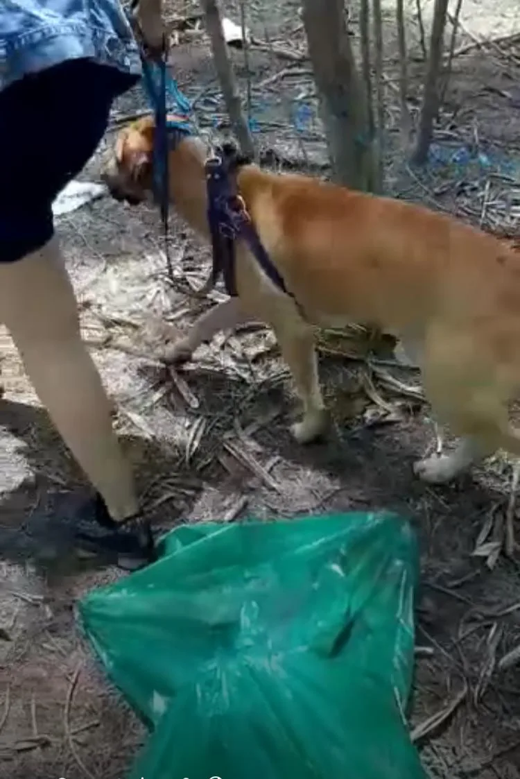 recta Cali-Palmira perros atropellados