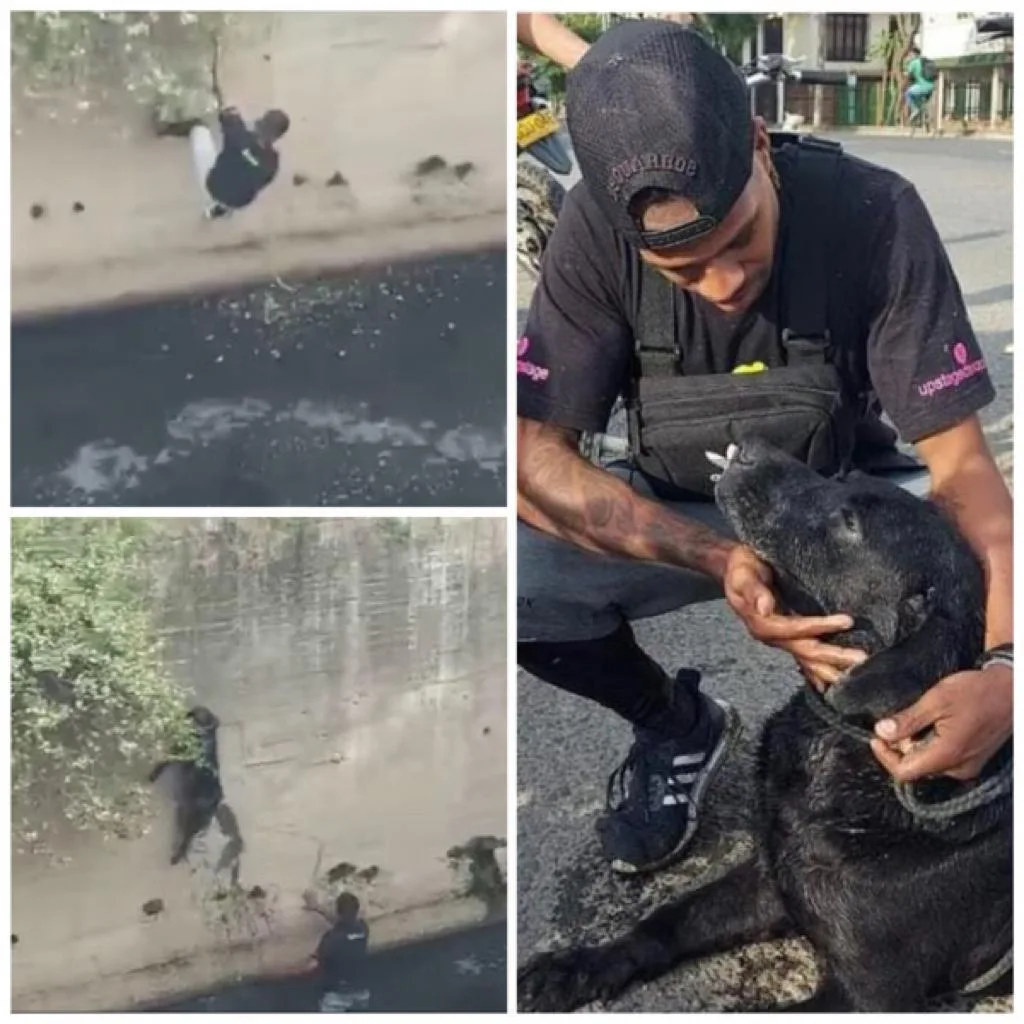 Stiven rescate perro
