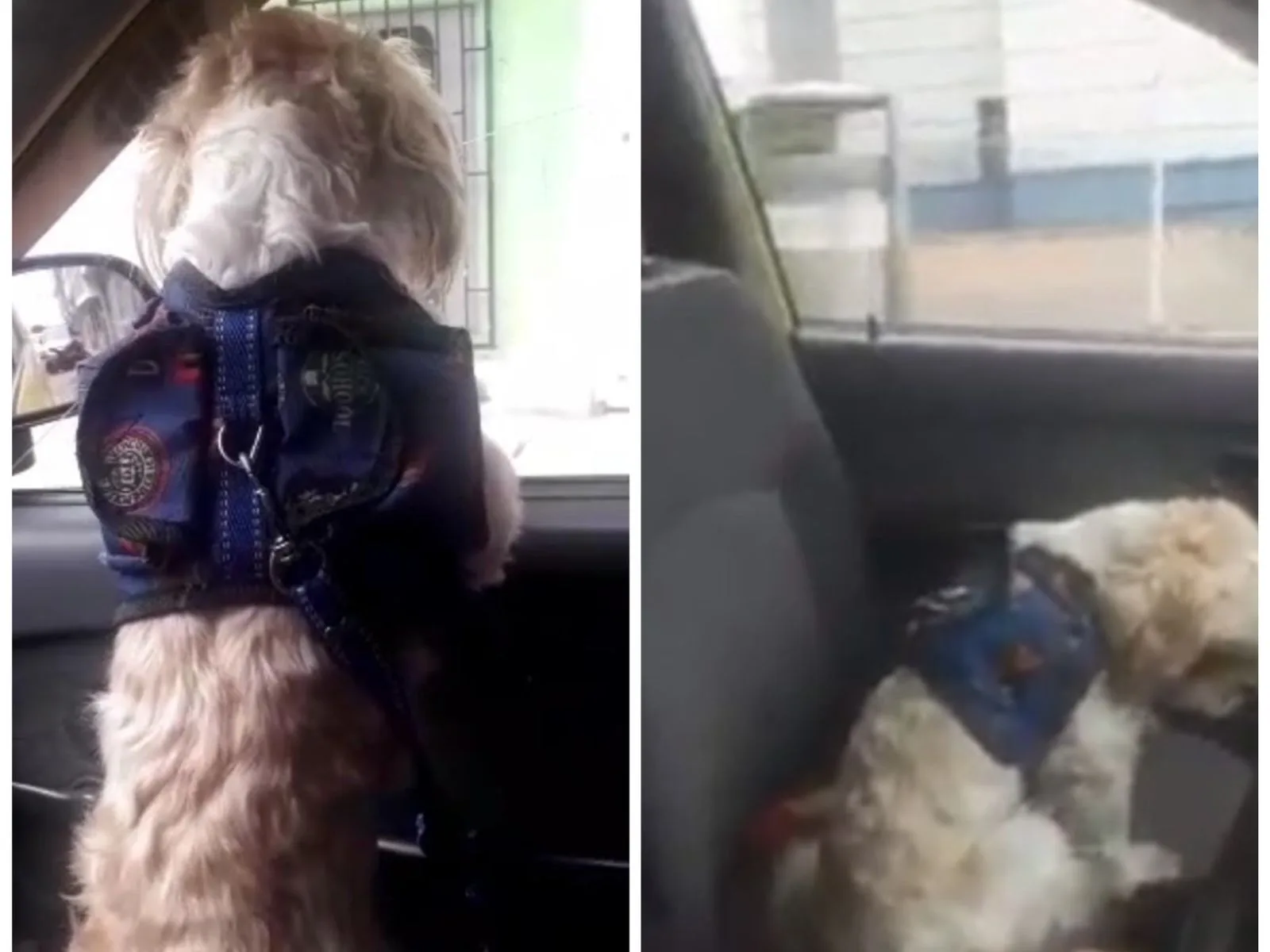"Tratar de no jugar con él" y horarios de salida: La 'carta' con la que su dueño abandonó al perro en un taxi en Bogotá