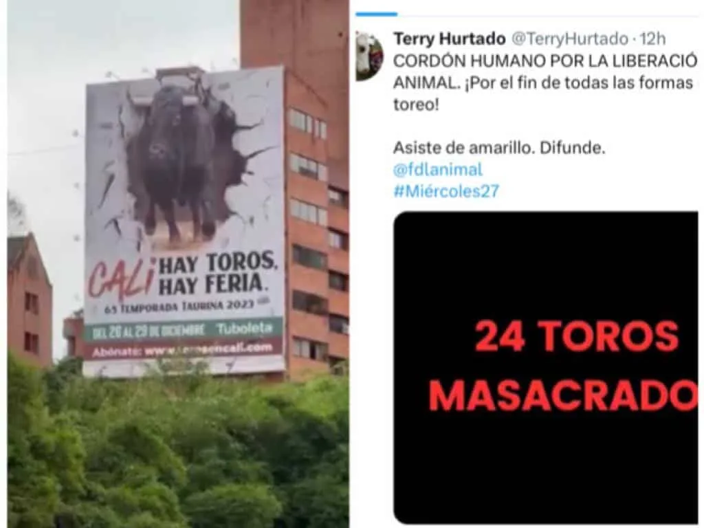 Toros en Cali para la feria: Unos celebran, otros convocan a protestas