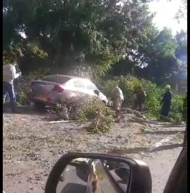Tuvieron que cortar ramas del árbol, ocupantes del carro heridos: recta Cali - Palmira