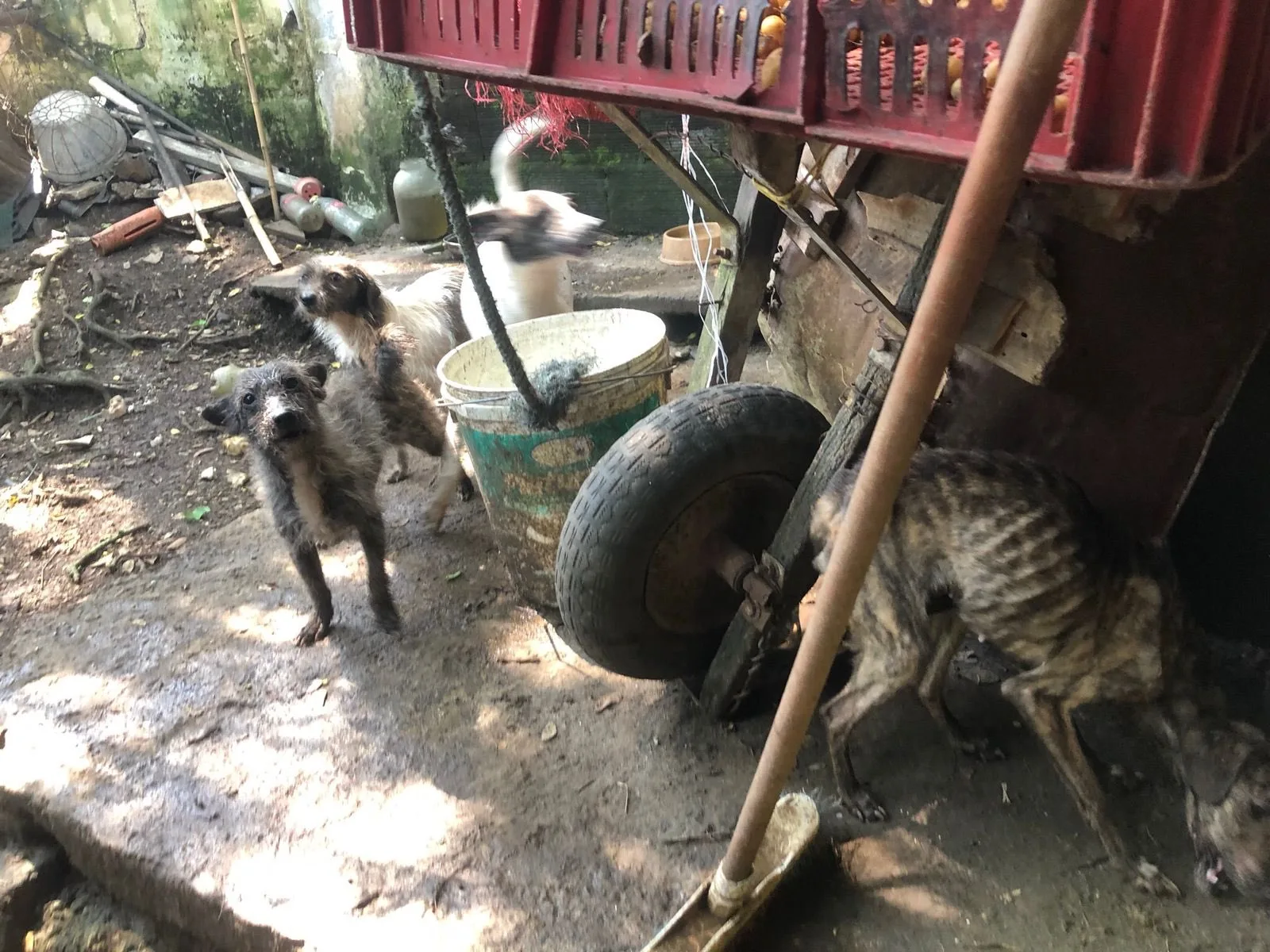 perros vía Cristo Rey y abandono de animales