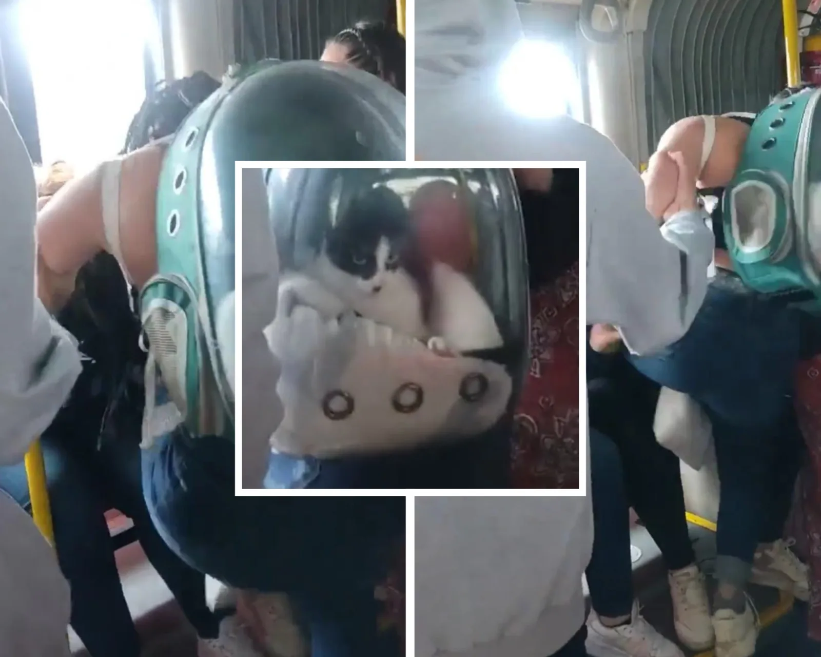Transmilenio gato pelea mujeres