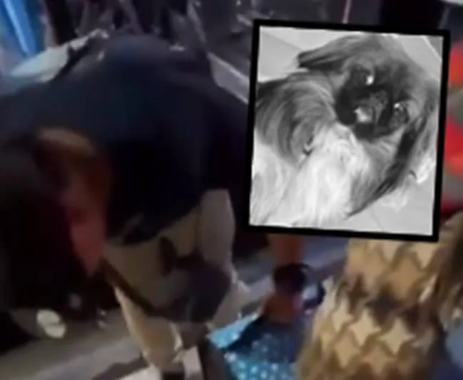 Perro Maxi murió en viaje en bus intermunicipal.