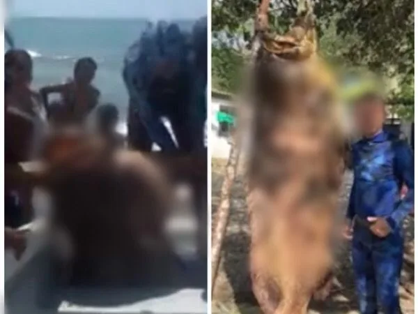 Un mero gigante cazaron en Colombia y piden investigar si es ilegal por especie protegida