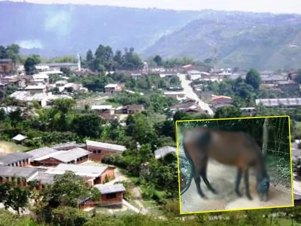 Abandonaron caballo enfermo, se lo están comiendo los gusanos y piden a su dueño que sería de Pasto que lo atienda