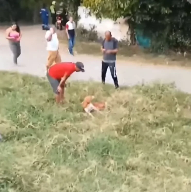 Dejaron un perro herido de bala en un potrero, en Cali