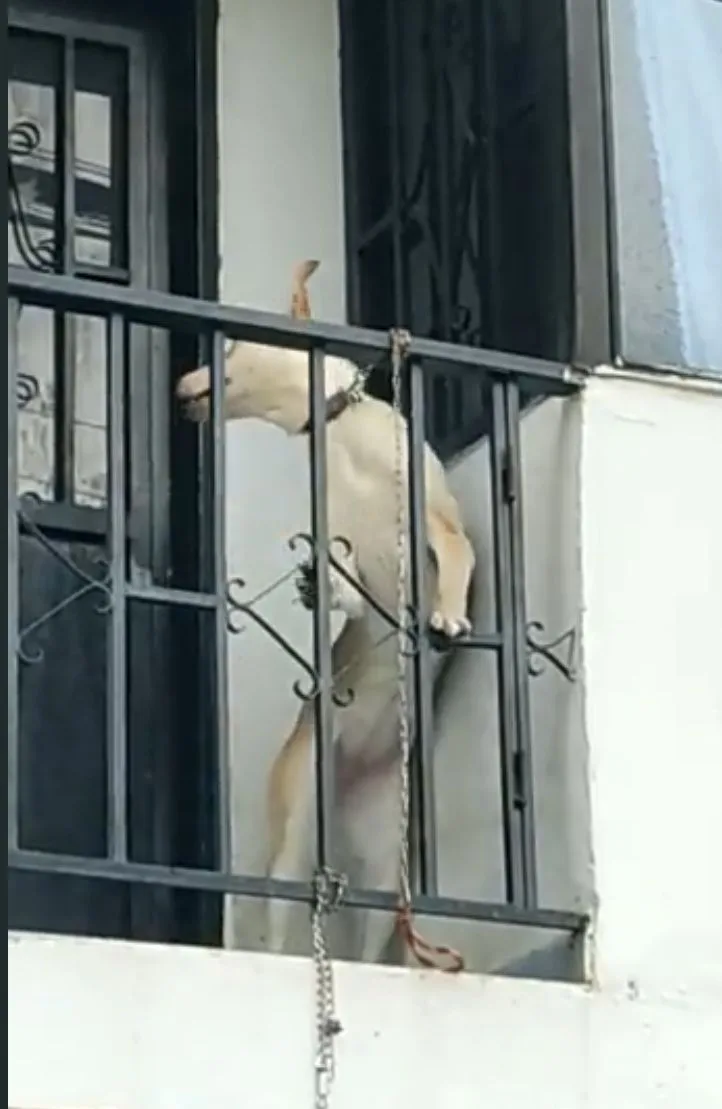 Pamplona perro amarrado