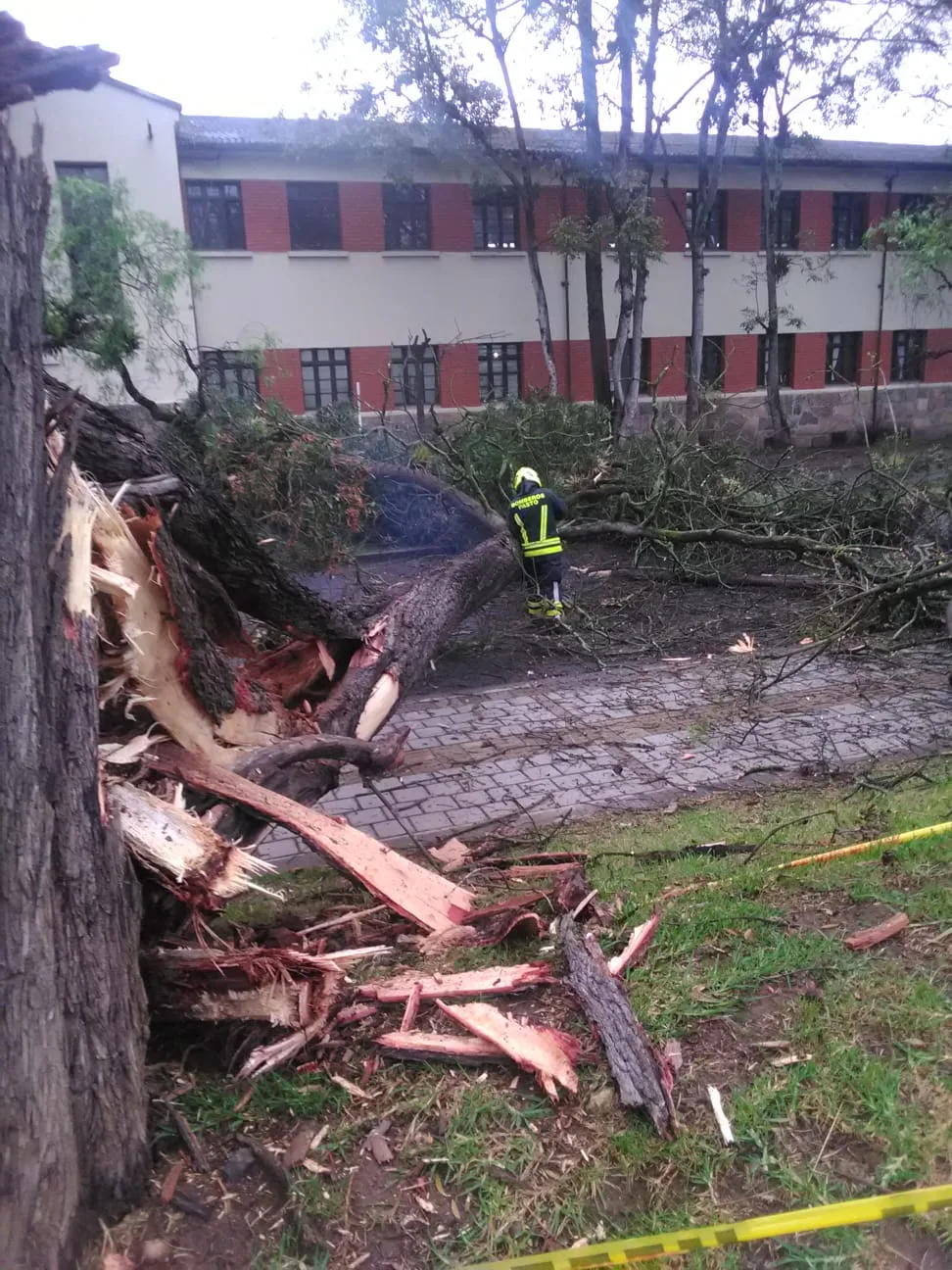 se cayó un gigante árbole n Pasto