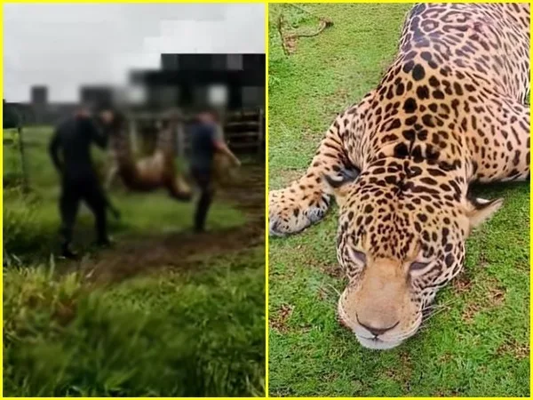 Rechazo en Putumayo: Jaguar en peligro de extinción fue torturado, el caso ya está en la Fiscalía