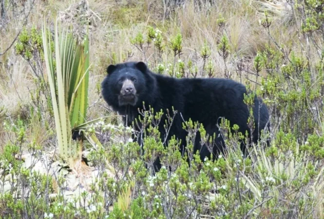 Las especies silvestres más amenazadas en Colombia.