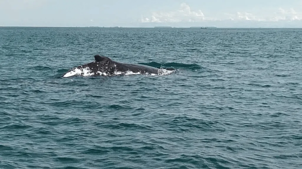 ballenas jorobadas