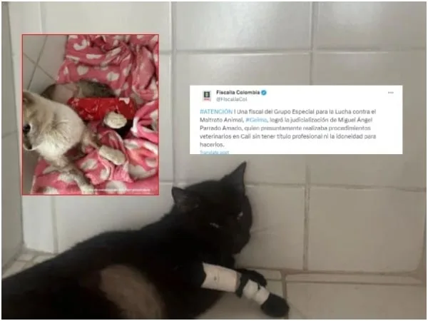 «Se hizo justicia»: Falso veterinario que habría puesto en riesgo la vida de varios animales fue judicializado