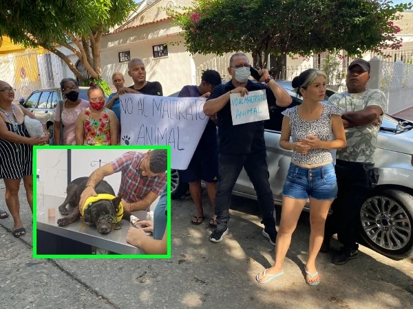 La "comunidad se ha puesto la diez" para salvar a Blaky, el perro que recibió dos apuñaladas en Barranquilla