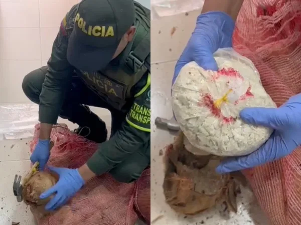 Coca en cocos incautó la policía en vías de Nariño, había "12,5 kilos"