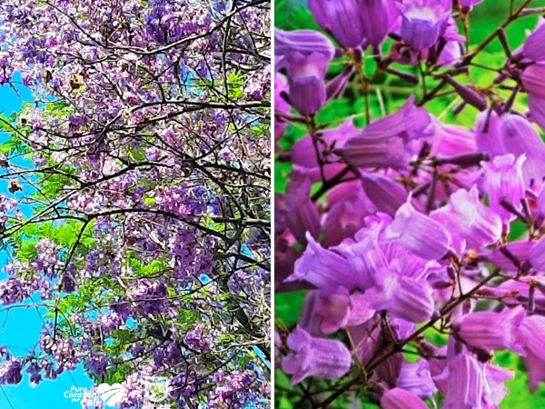 Primero el guayacán y ahora el gualanday: Siguen floreciendo los arboles en Cali