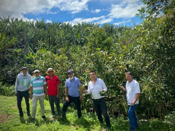 Apoyo al campo: certificarán predios para la exportación de aguacate hass a suelo internacional